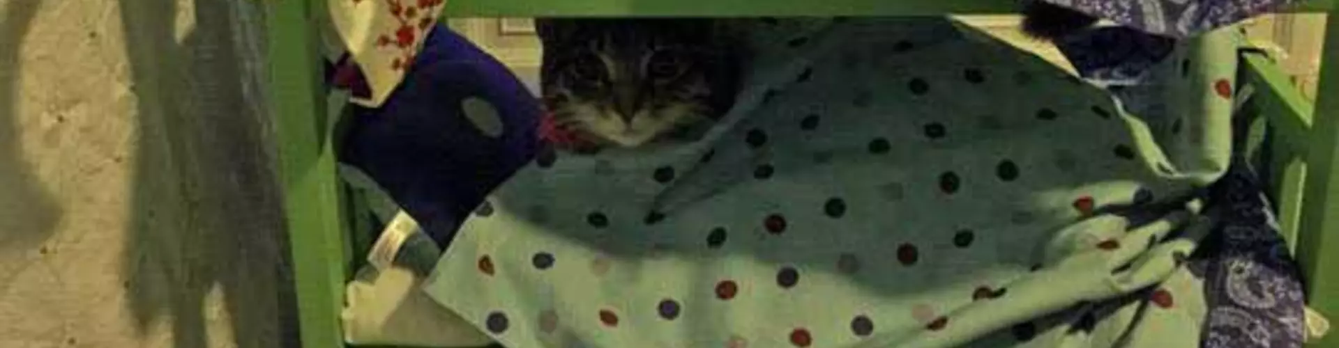 Top 8 Jobs for Cat Lovers Top 8 Jobs for Cat Lovers
