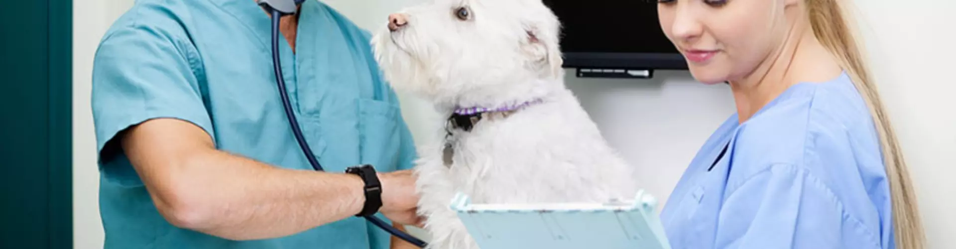 How to Become a Veterinary Technician How to Become a Veterinary Technician